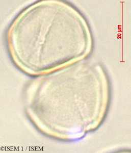 ISEM 1/Rinorea_beniensis_47038/Rinorea_beniensis_47038_0001(copy)_thumb.jpg
